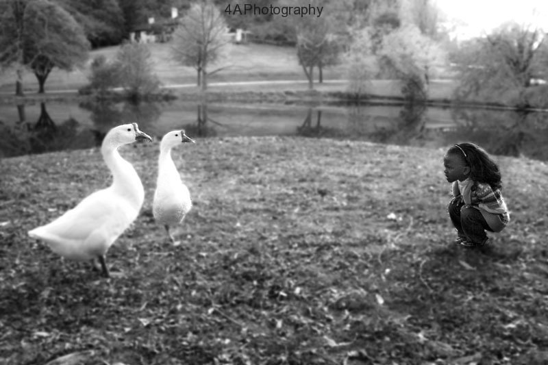 rachel-geese